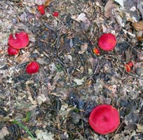 Hygrocybe coccinea.